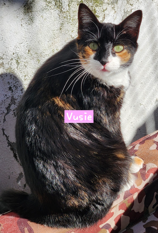 Vusie is a sweet calico cat that is still waiting to be adopted