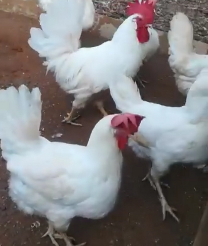 Leghorn chickens