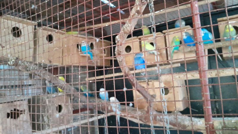 Budgies forsale R80 each R140 for a pair