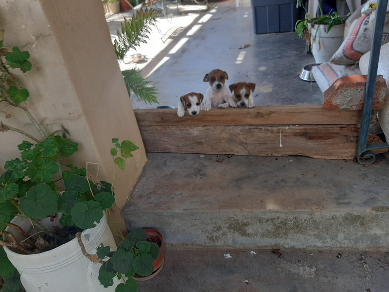 3 x Male Jack Russel Puppies - Tulbagh