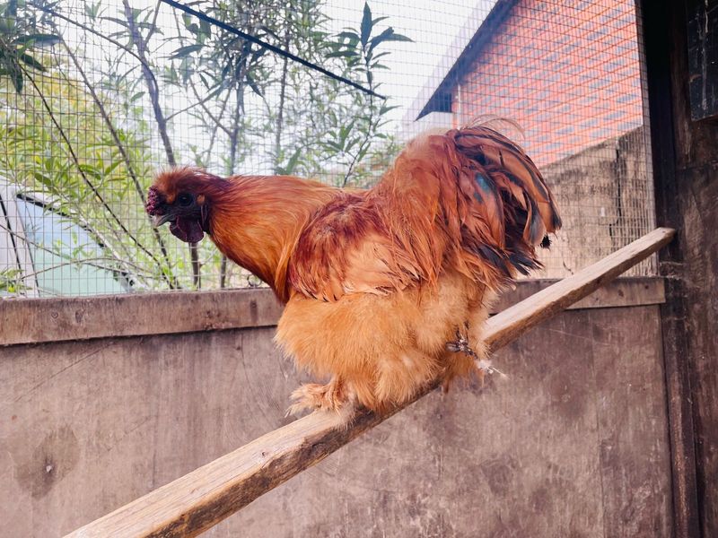 Silkie Rooster