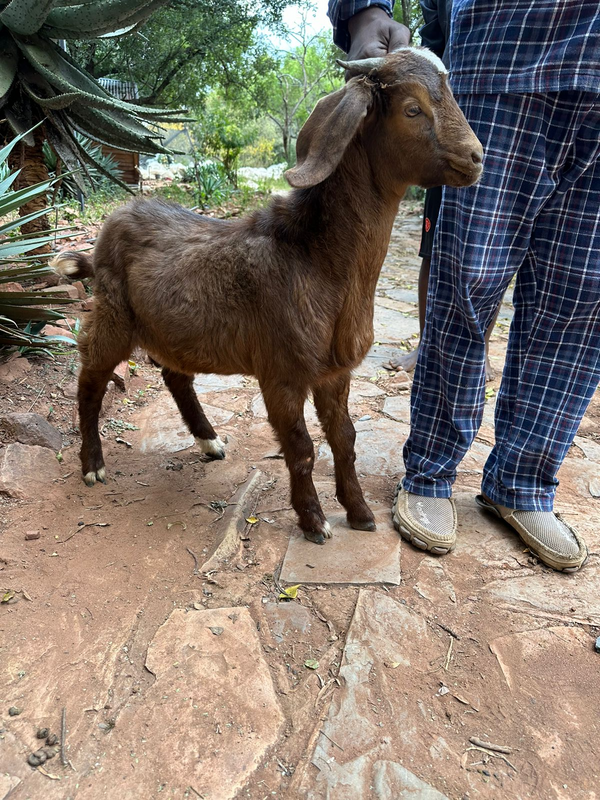 R700 Ram Lamb, 4 Months Old