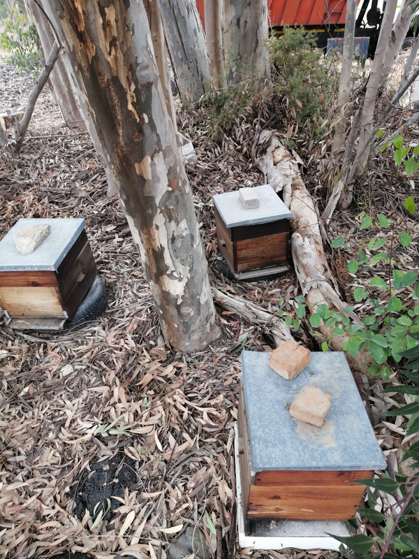 Honeybee colony for sale with or without Honey Super