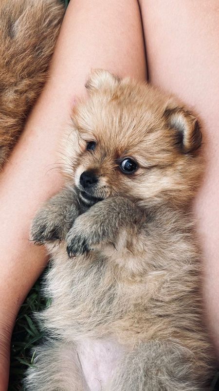 Toy Pom puppies (Pomeranians)