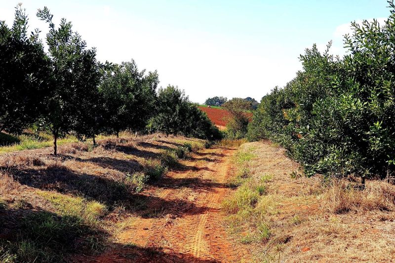 162 Ha farm with Macadamia trees for sale  in Tzaneen