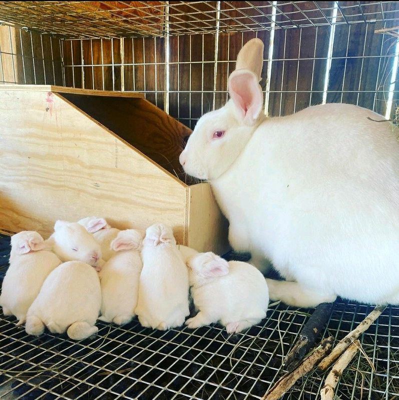 Pure Rabbit Breeds For Sale