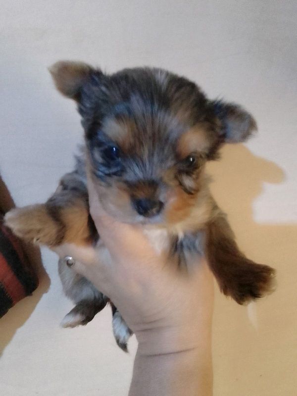 Gorgeous Yorkies and Biewers available