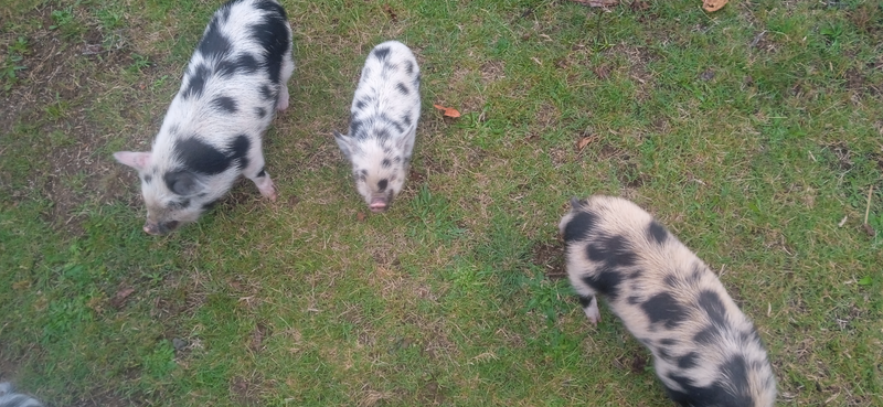 Kolbroek piglets