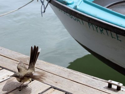 Knysna Houseboat Myrtle