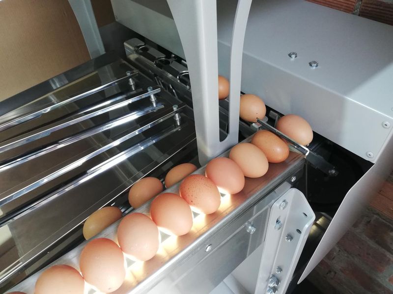 Egg Sorting Machine