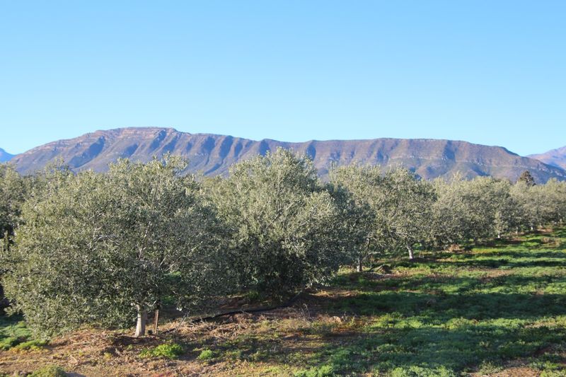 PRINCE ALBERT: Olive production farm