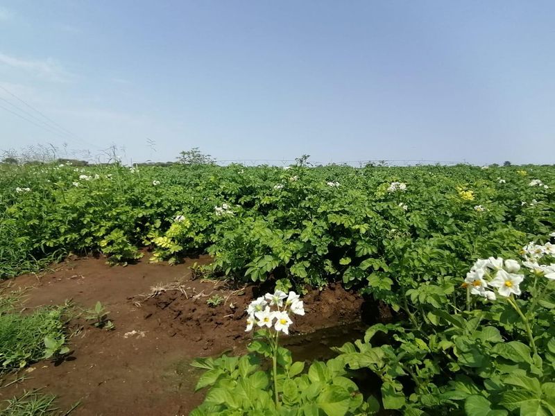 IRRIGATION AND GRAZING FARM