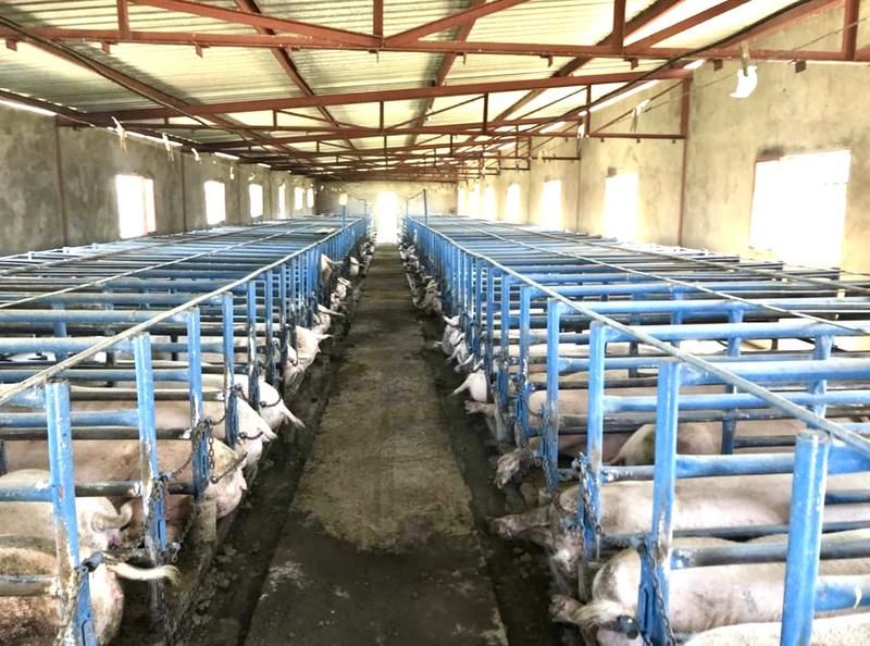 Intensive pig farming in the Reitz district in the Eastern Free State for sale.