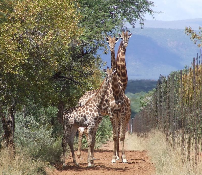 Lephalale: Reconnect with nature in the rugged and unspoilt beauty of this area