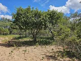 Prime Vacant Land for Sale in Marloth Park