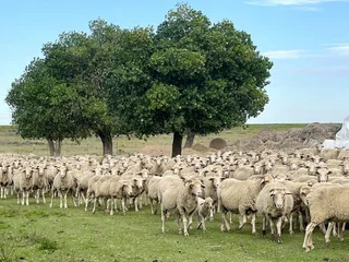 2138 ha Eastern Free State livestock farm with 586 ha of arable land for sale.
