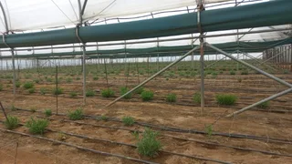 Lifesstyle Farm with Tunnel &amp; Mushroom Business for Sale!!