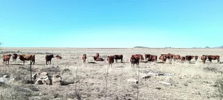 CATTLE AND SHEEPFARM. STRONG WATER.GOOD INFRASTRUCTURE.