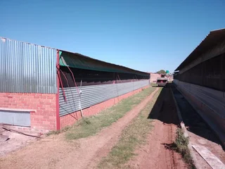 VAT REGISTERED EGG / LIVESTOSCK  FARM  STABIL HUGE INCOME PER MONTH