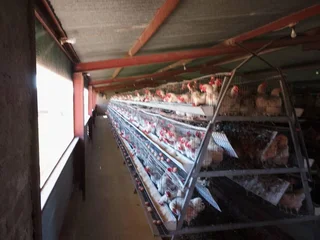 VAT REGISTERED EGG / LIVESTOSCK  FARM  STABIL HUGE INCOME PER MONTH