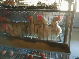 VAT REGISTERED EGG / LIVESTOSCK  FARM  STABIL HUGE INCOME PER MONTH