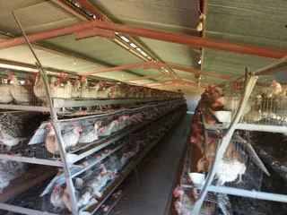 VAT REGISTERED EGG / LIVESTOSCK  FARM  STABIL HUGE INCOME PER MONTH