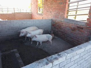 VAT REGISTERED EGG / LIVESTOSCK  FARM  STABIL HUGE INCOME PER MONTH