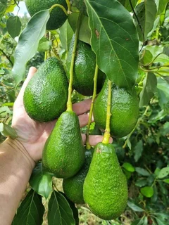 Avocado Farm For Sale in Soekmekaar, Limpopo