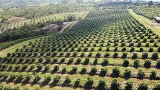 Avocado Farm For Sale in Soekmekaar, Limpopo