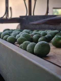 Avocado Farm For Sale in Soekmekaar, Limpopo