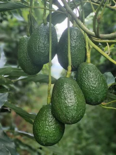 Avocado Farm For Sale in Soekmekaar, Limpopo