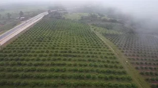 Avocado Farm For Sale in Soekmekaar, Limpopo