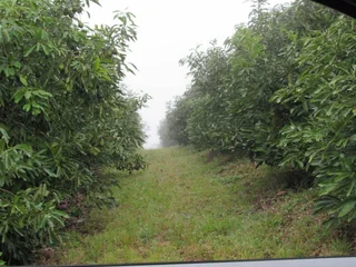 Avocado Farm For Sale in Soekmekaar, Limpopo
