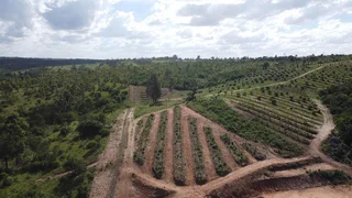 Avocado Farm For Sale in Soekmekaar, Limpopo