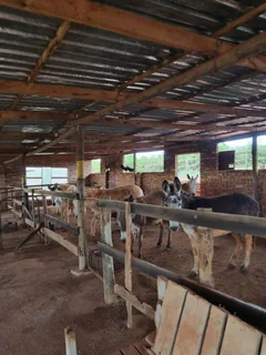 Avocado Farm For Sale in Soekmekaar, Limpopo