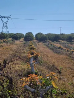 Avocado Farm For Sale in Soekmekaar, Limpopo