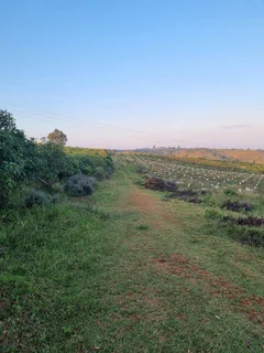 Avocado Farm For Sale in Soekmekaar, Limpopo