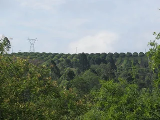 Avocado Farm For Sale in Soekmekaar, Limpopo