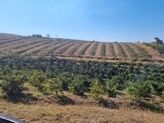 Avocado Farm For Sale in Soekmekaar, Limpopo