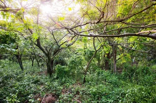 A Coastal Canvas in Zululami Luxury Coastal Estate