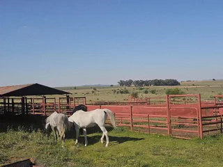 Well-Watered Mixed-Farming Opportunity in the Ladybrand District