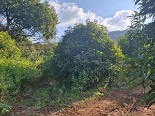Vacant Small Holding For Sale in Broederstroomdrift AH, Tzaneen Rural, Tzaneen