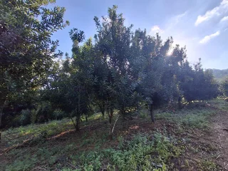 Vacant Small Holding For Sale in Broederstroomdrift AH, Tzaneen Rural, Tzaneen