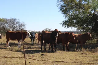 Livestock Farm For Sale in Soekmekaar, Limpopo