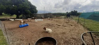 Farm For Sale in Tzaneen Rural, Tzaneen
