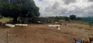 Farm For Sale in Tzaneen Rural, Tzaneen