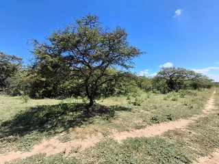 Livestock Farm For Sale in Soekmekaar, Limpopo