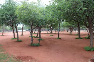 Game Farm For Sale in Waterpoort, Louis Trichardt Rural, Louis Trichardt