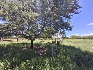 Livestock Farm For Sale in Soekmekaar, Limpopo