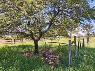 Livestock Farm For Sale in Soekmekaar, Limpopo